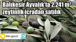 Balıkesir Ayvalık'ta 2.241 m² zeytinlik icradan satılık
