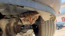 Araç Tutkunu Kediyi İtfaiye Kurtardı