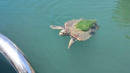 Edremit'te Caretta Caretta Görüldü ! Uzmanlar Harekete Geçti