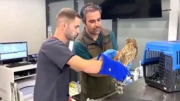 Kazdağı'nda Yaralı Çakır Kuşu Bulundu