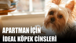 Apartman İçin İdeal Köpek Cinsleri