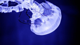 Denizanası Sokmalarına Karşı Bilmeniz Gerekenler