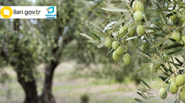 Balıkesir Havran'da zeytinlik alan satılacak