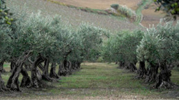 Gömeç Belediyesi'nce Zeytinlik Kiraya Verilecek