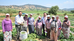 Balıkesir Büyükşehir Belediye Başkanı Kornişon Hasadında