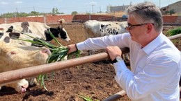 Balıkesir’de Slajlık Sorgum Otu Hasadı