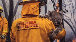 Yangından Etkilenen Canlılara İlk Müdahele