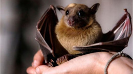 2 Hastalığın Çaresi Yarasalarda Olabilir Mi?