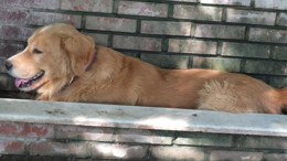 Köpeklerin Sıcakla Başa Çıkma Mücadelesi Şaşırttı