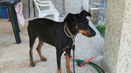 Korhan Berzeg'in Kaybında Önemli Gelişme : Tina'nın Tasması Rehber Olacak