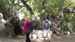 Kazdağı'nda 750 Yıllık Çınar Ağacı!