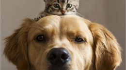 Sokak Hayvanlarına Yardım Etmenin Yolları