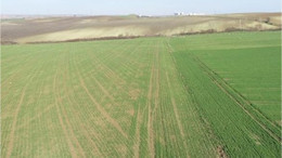 Çanakkale Ezine'de 38.600 m² tarla mahkemeden satılık