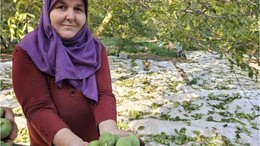 Balıkesir'de Ceviz Hasadı Başladı! Peki Verim Nasıl ?