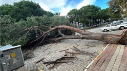Ayvalık'ta Kuvvetli Fırtına Ulaşımı Felç Etti