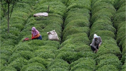 İhracatı 11 Ayda 23,6 Milyon Doları Aştı!