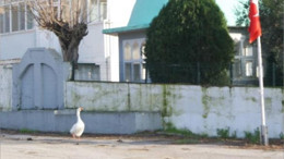 Manyas'ta İlginç Olay! Kaz Ezan Sesine Koşuyor