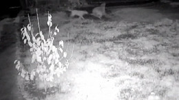 Sahipsiz Köpekler 3 Küçükbaş Hayvanı Telef Etti