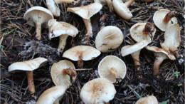 Mantar Zehirlenmesinde Zaman Kritik!