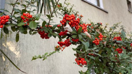 Balıkesir'in Caddelerini Kırmızıya Boyayan Bitki