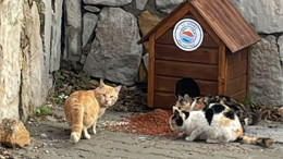 Gömeç'te Kediler İçin Yuva Yapıldı