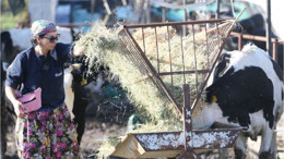 Psikologluğu Bıraktı Balıkesir'de Çiftlik Kurdu