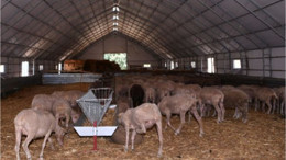 Balıkesir Kuzusu'nun Geleceği Parlak