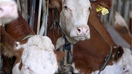 USK, çiğ süt tavsiye fiyatını üreticinin eline 13,5 lira geçecek şekilde belirledi