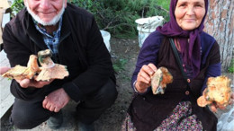 Madra Dağı'nda Melki Mantarı Bolluğu