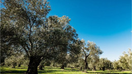 Burhaniye'de Zeytinlik Satışa Çıkıyor