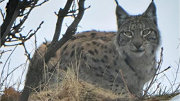 Tunceli’de kırmızı listedeki vaşak fotoğraflandı