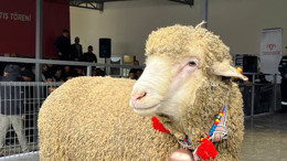 Merinos Koçu Rekor Fiyatla150 Bine Satıldı