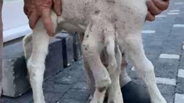 Altı Bacaklı Doğan Kuzu Şaşkınlık Yarattı