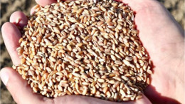 Ata Tohumları Edremit'te Tarım Mirasını Yaşatacak