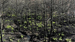 Balıkesir'deki Yangının Zararları Onarılıyor