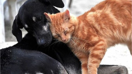 4 Nisan Dünya Sokak Hayvanları Günü