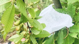 Balıkesir'in Laboratuvarlarında Üretilen Savaşçılar Doğaya Salındı