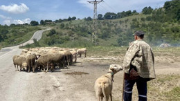 Karesi Balıkesir’de Çoban Olmak