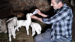 Balıkesir’in Cins Koyunu Beşiz Doğurdu