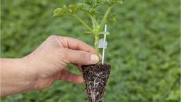 Balıkesir Topraklarında Yetişen Fideler Halk İle Buluşuyor