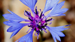 Eybek Dağında Yetişen 6 Endemik Bitki