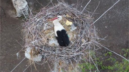 Dronu gören leylek yumurtalarını saklamaya çalıştı