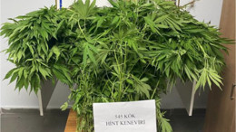 Balıkesir’de Bahçede 545 Kök Hint Keneviri Yetiştirdi: Yakalandı!