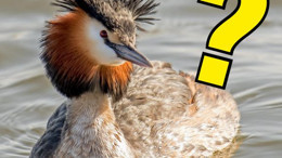 Tepeli batağan Kuşunu Manyas İlçesinde Görebilir miyim?