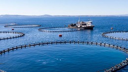 Su Ürünleri üretimi 2023 yılında %18,6 arttı