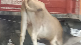 1 Hamle İle traktör römorkun altına girdi