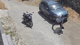 Köpek Benim Sana Ne Kavgası