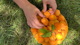 Balıkesir Bahçelievler’de Kayısı Bolluğu