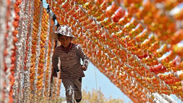 Güneşte Kurutulan Sebzeler Rengarenk Görüntüler Oluşturuyor