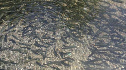 Renkli Balıklı Göl Dursunbey'de İlgi Odağı